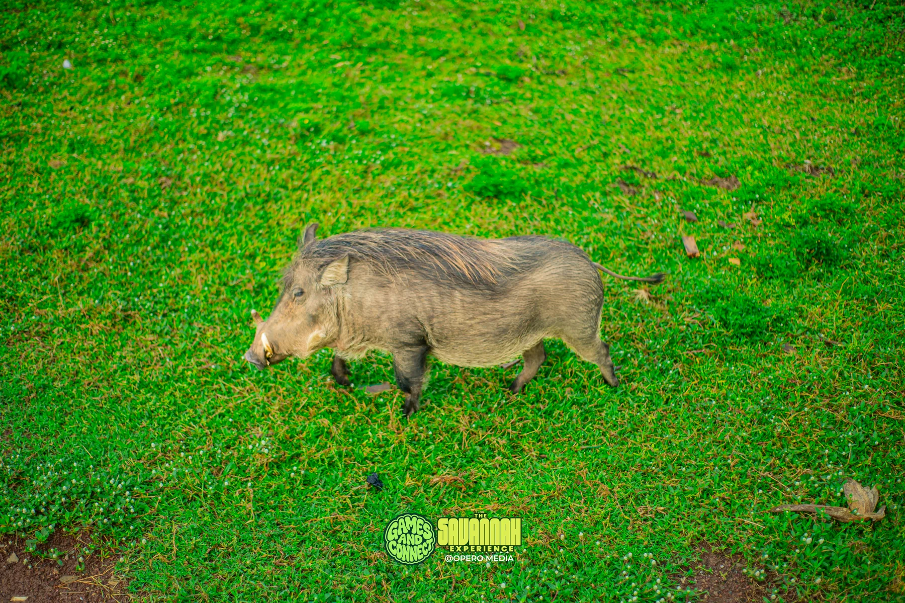 The Savannah Experience · Photo 22